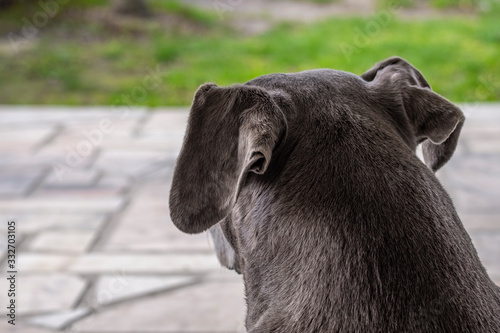bonito cachorro cinza olhando o horizonte visto de tr  s