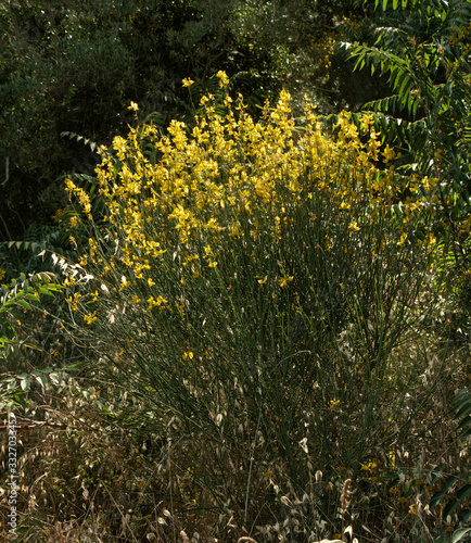 Cytisus scoparius; yellow flowers of broom in Tuscany