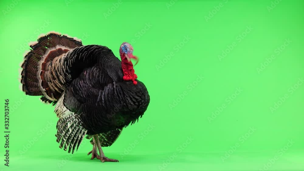 The bronze turkey is insulated with a green screen for 1.5 years and weighs 12 kilograms.