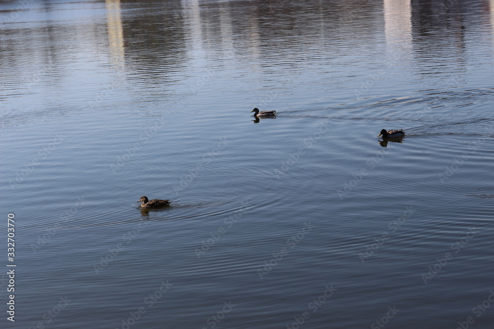 The mating season began in wild ducks. They swim, fly and choose a mate The mating season began in wild ducks. They swim, fly and choose a mate