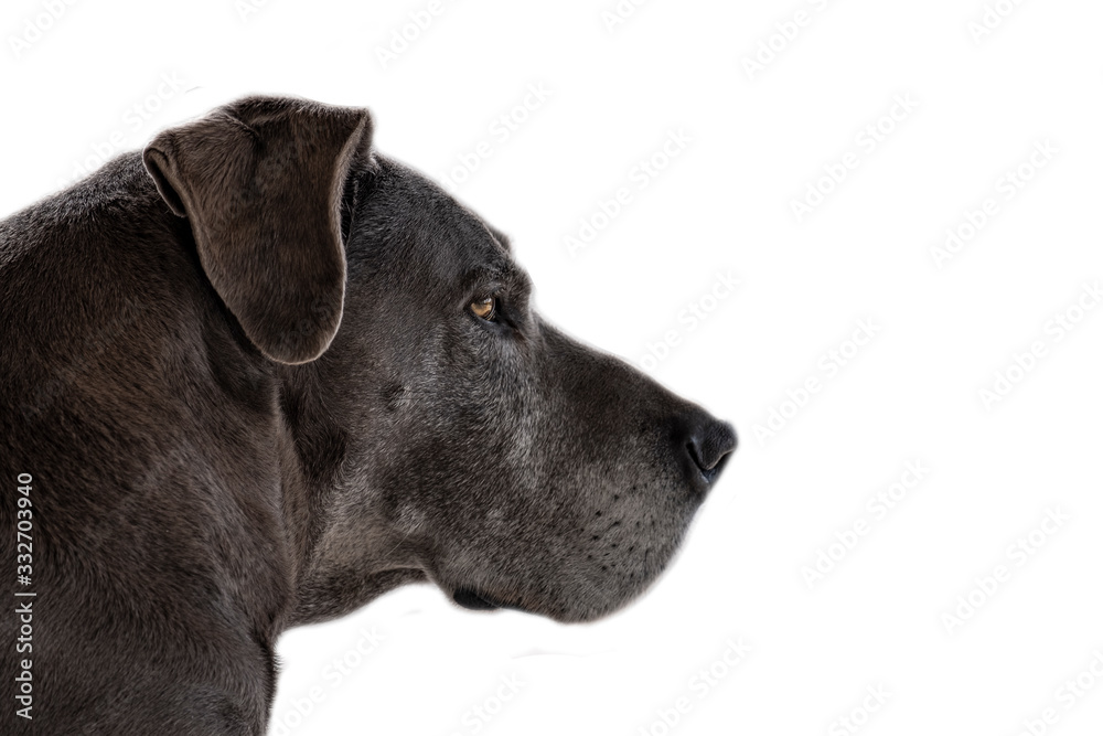 Perfil de bonito cachorro cinza e fundo branco