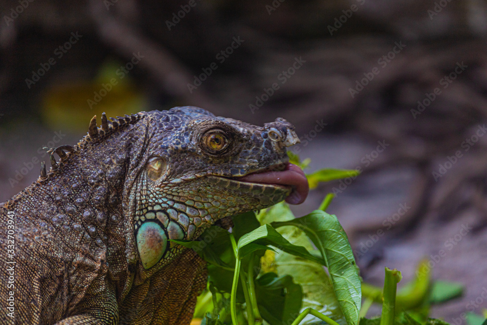 Fototapeta premium a big iguana with colorful skin
