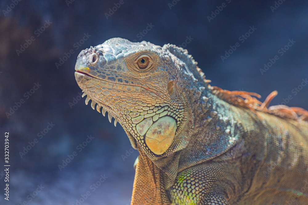 Fototapeta premium a big iguana with colorful skin