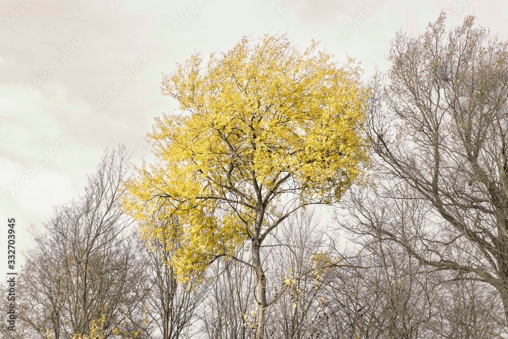 Yellow tree in the forest woodland landscape isolated vibrant tree autumn photography Yellow tree in the forest woodland landscape isolated vibrant tree autumn photography