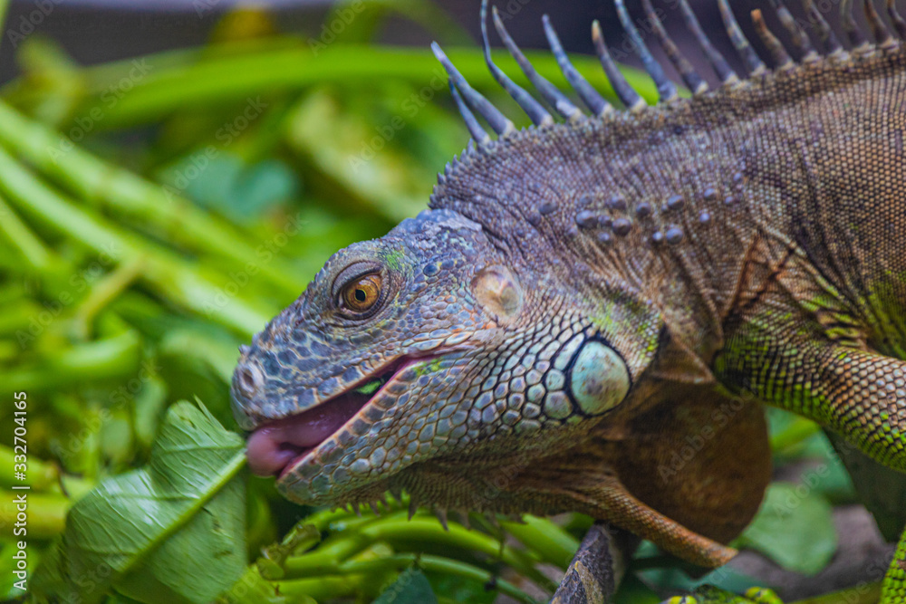 Fototapeta premium green iguana feeding on veggies