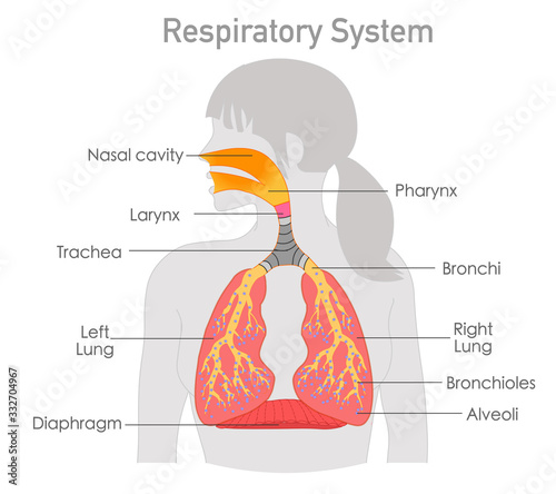 Respiratory system anatomy. Respiration structure. Woman gray body. Breathing in out. Explanations section. Organs parts lungs, trachea, diaphragm, alveoli, larynx, bronchi illness.  Biology Vector