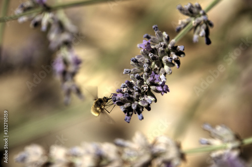 Large bee-fly or the dark-edged bee-fly (Bombylius major), a parasitic bee mimic fly visiting lavender
