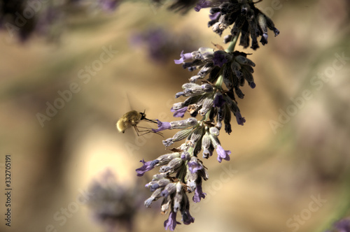 Large bee-fly or the dark-edged bee-fly (Bombylius major), a parasitic bee mimic fly visiting lavender photo