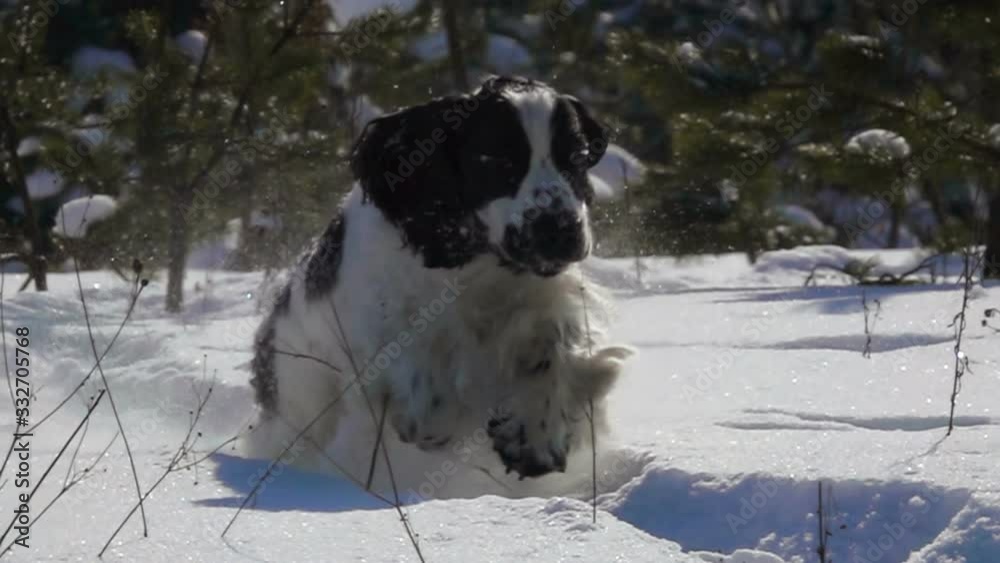 Happy black and white english cocker spaniel is jumping in the snow on the winter training Happy black and white english cocker spaniel is jumping in the snow on the winter training