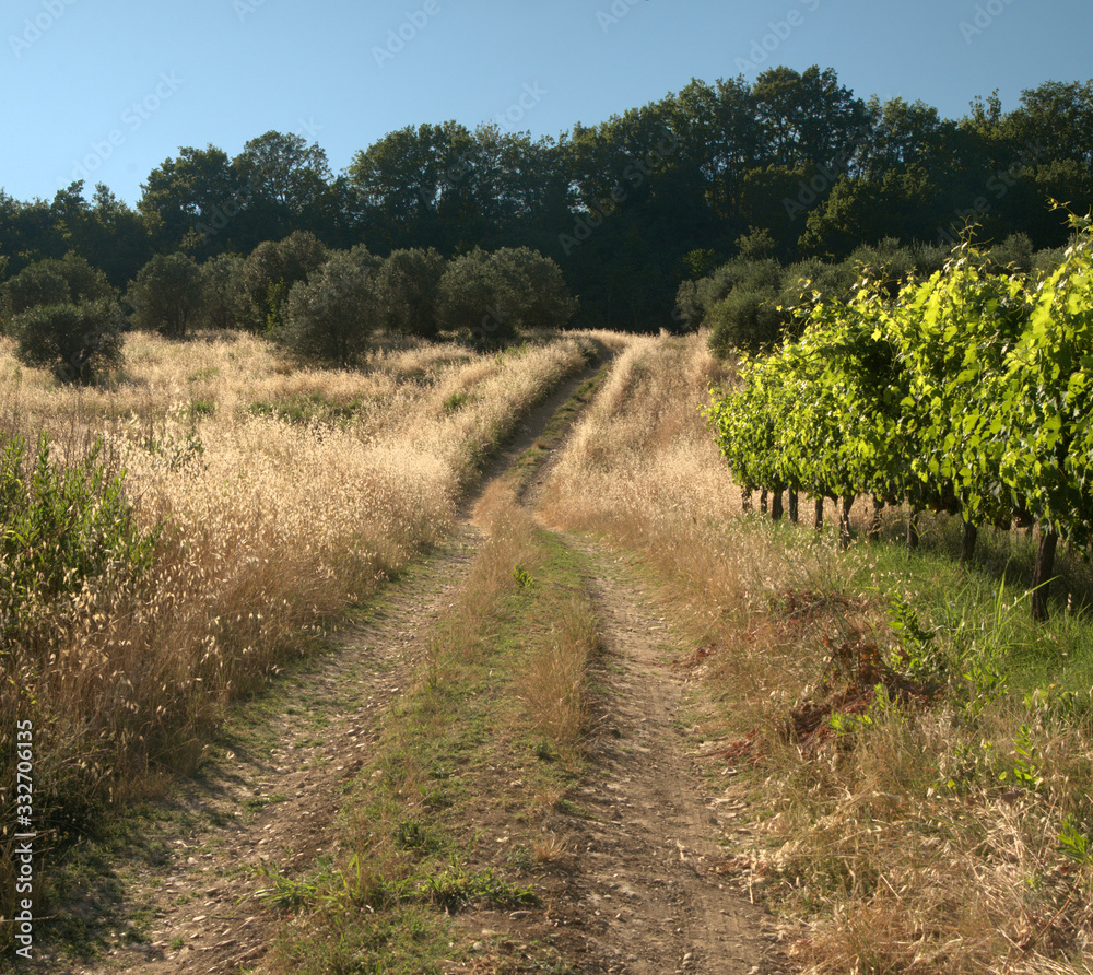 Obraz premium Farm track and vineyards in Summer sunlight, Tuscan region of Montesperli in Florence