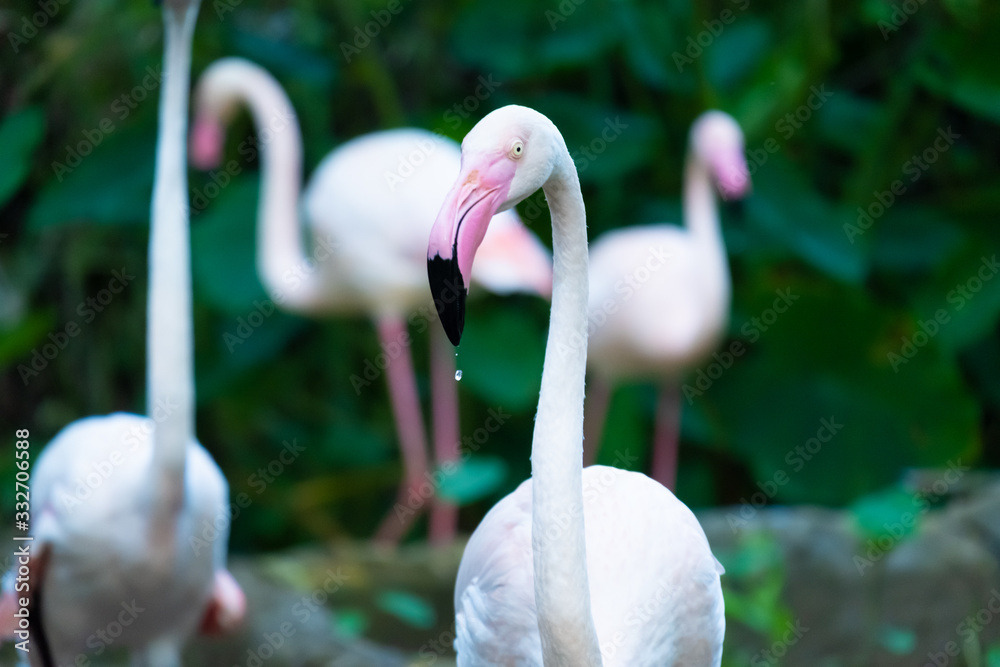 Naklejka premium Greater Flamingo