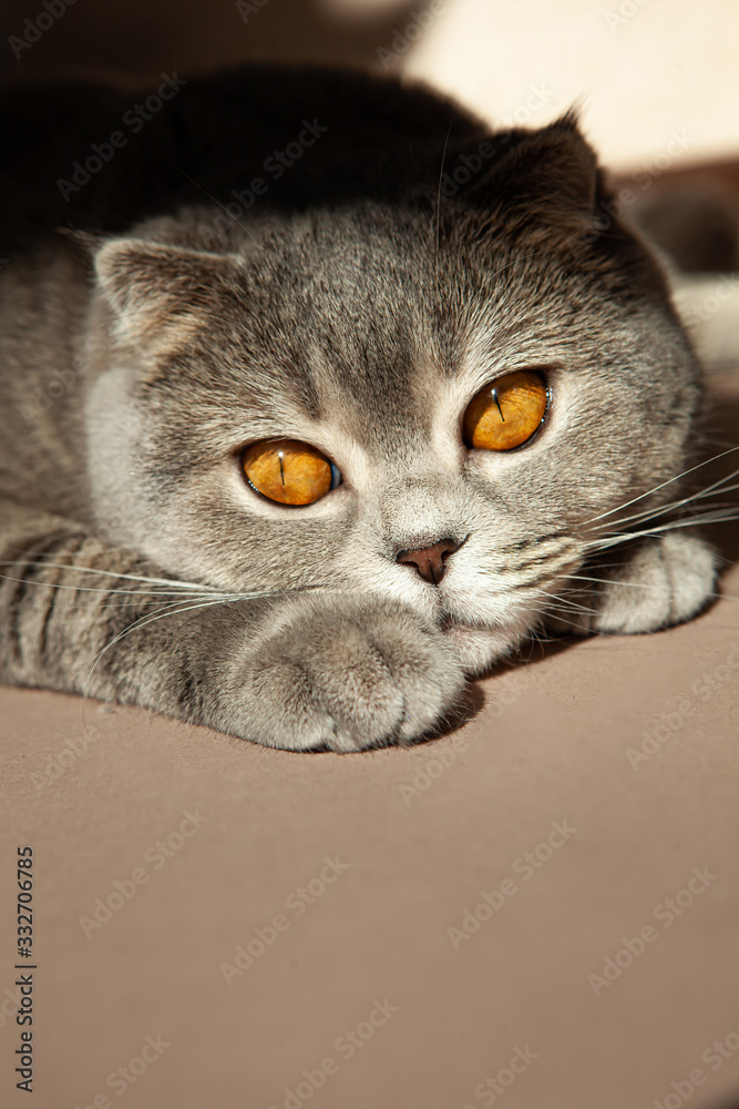 Scottish lady-cat with orange eyes Scottish lady-cat with orange eyes