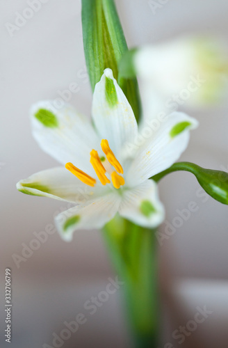 Fototapeta Naklejka Na Ścianę i Meble -  white little flower macro