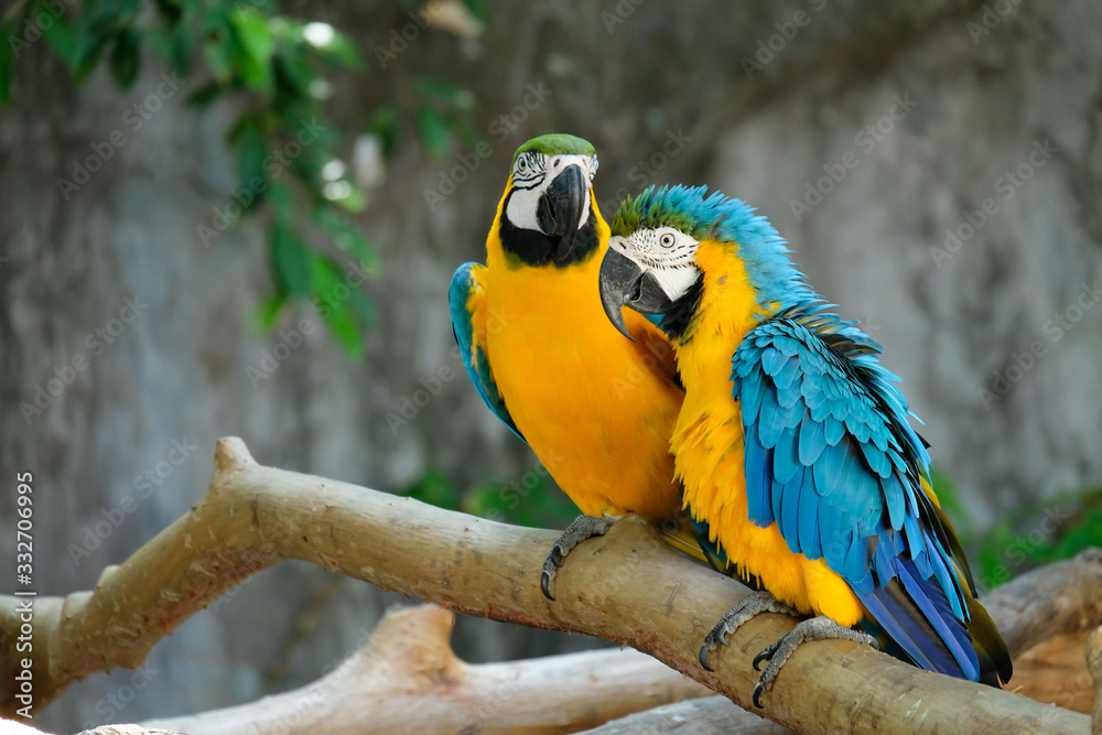 Obraz premium Macaw