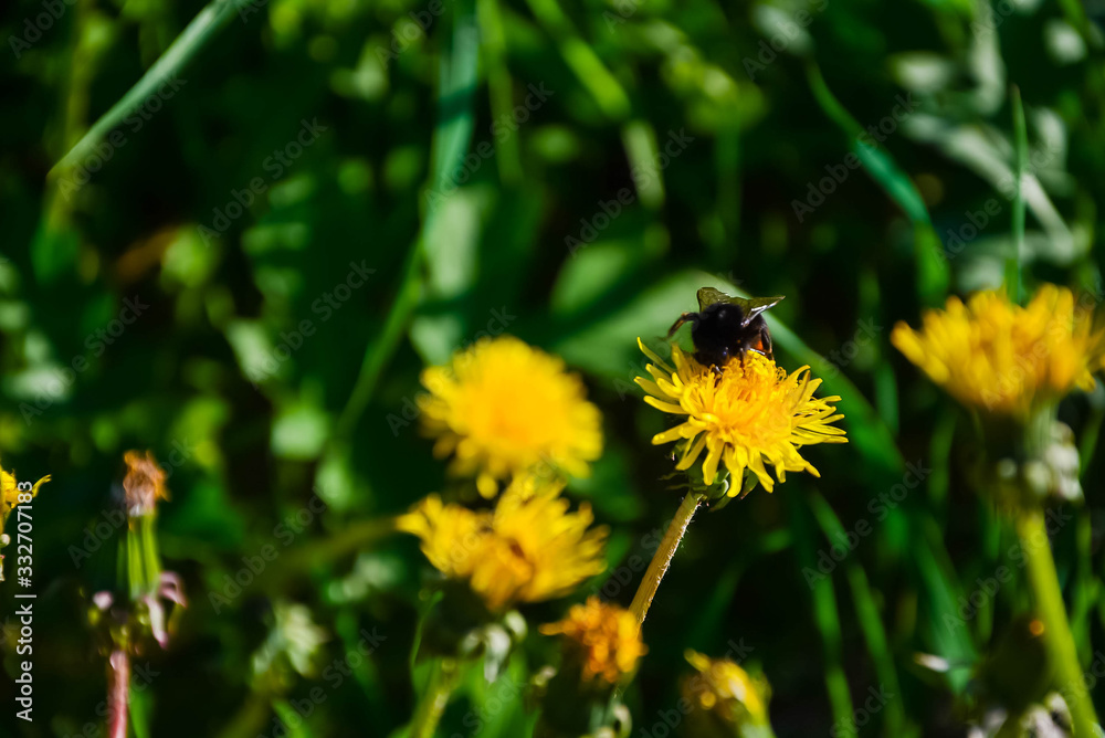 Green grass. Yellow dandelion. Close-up of bumblebee on the flower. Green grass. Yellow dandelion. Close-up of bumblebee on the flower.