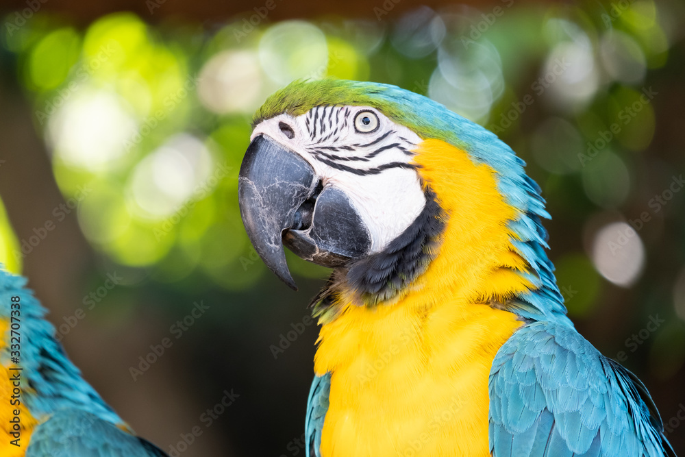 Macaw