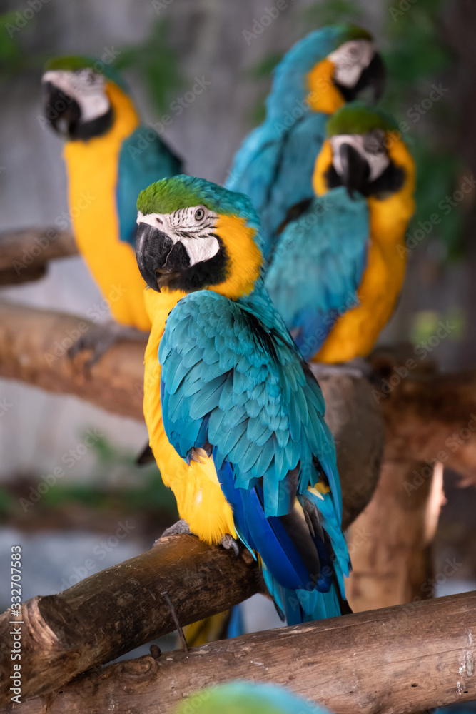 Macaw