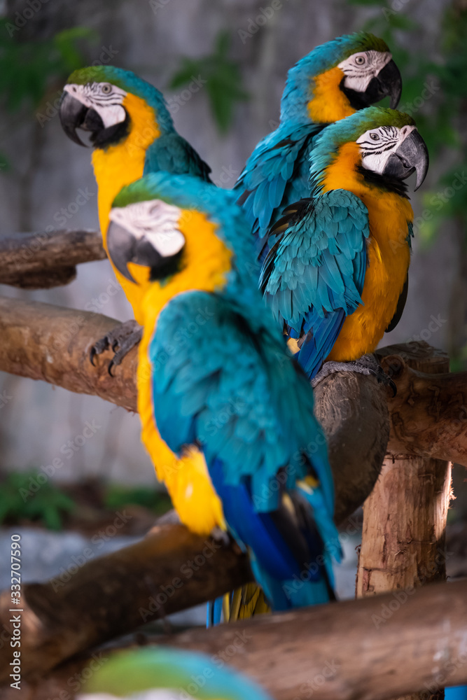 Macaw