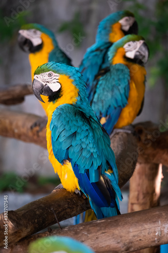 Macaw © J.NATAYO