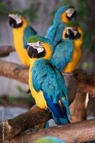 Macaw © J.NATAYO