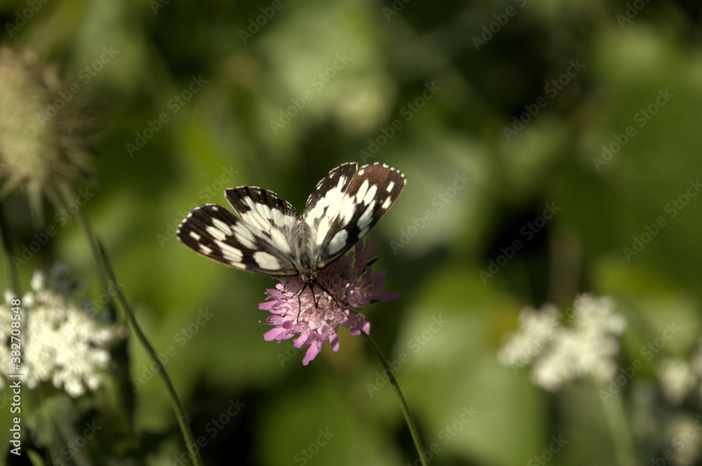Melenargia galathea; marbled white butterfly in Tuscan meadow Melenargia galathea; marbled white butterfly in Tuscan meadow