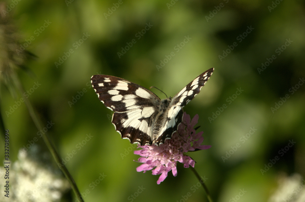 Melenargia galathea; marbled white butterfly in Tuscan meadow Melenargia galathea; marbled white butterfly in Tuscan meadow