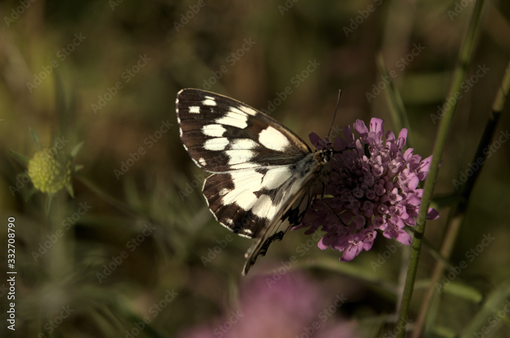Melenargia galathea; marbled white butterfly in Tuscan meadow Melenargia galathea; marbled white butterfly in Tuscan meadow