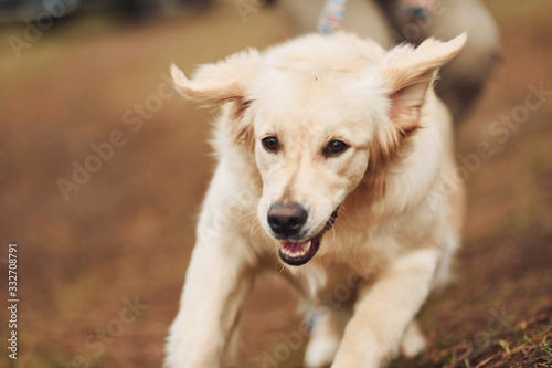 Close up view of cute happy dog that running in the forest with his owner at background