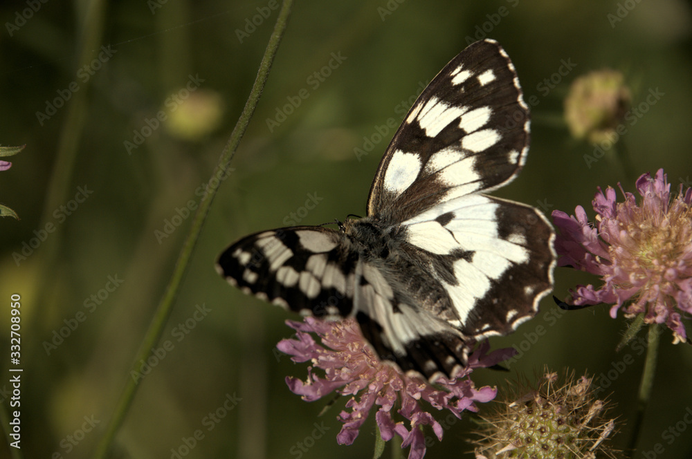 Melenargia galathea; marbled white butterfly in Tuscan meadow Melenargia galathea; marbled white butterfly in Tuscan meadow