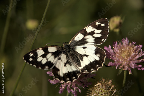 Melenargia galathea; marbled white butterfly in Tuscan meadow