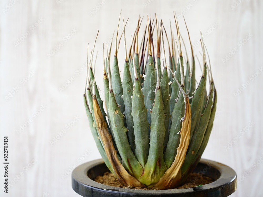 Agave utahensis var. eborispina アガベ ユタエンシス