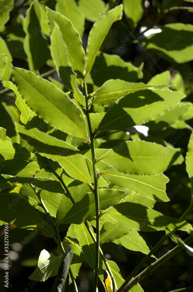 Bay leaves (Laurus nobilis) in Summer sunlight in a Tuscan garden near Florence Bay leaves (Laurus nobilis) in Summer sunlight in a Tuscan garden near Florence