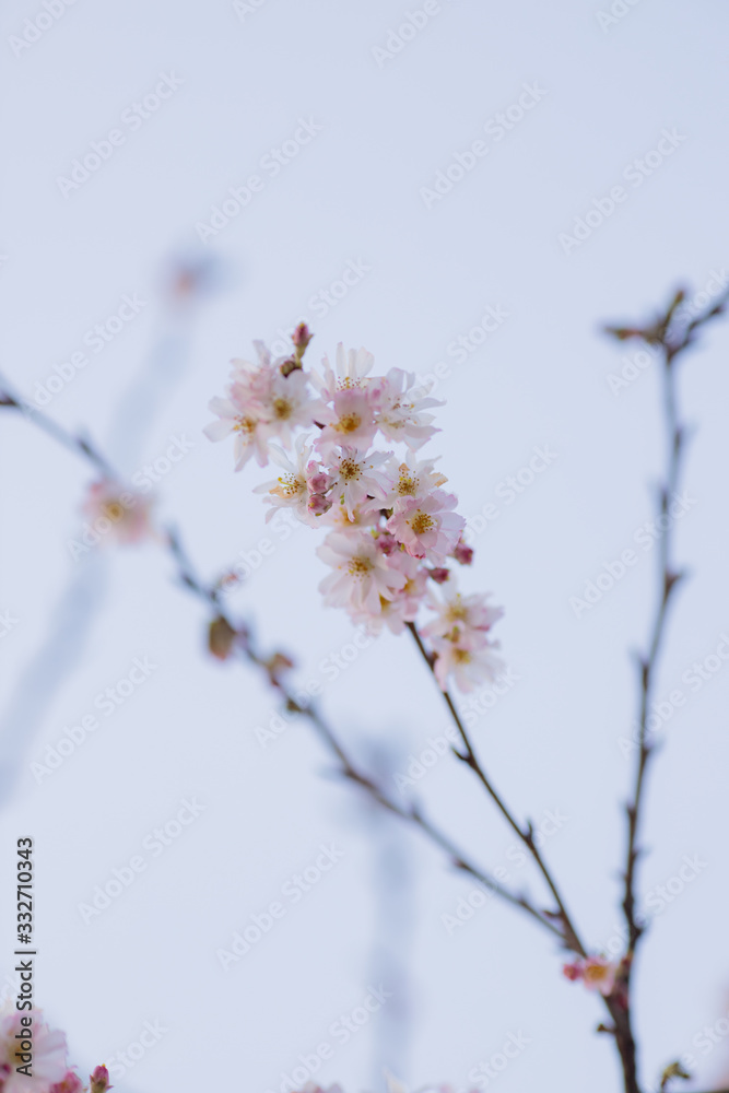 Sakura or cherry blossom flower full bloom