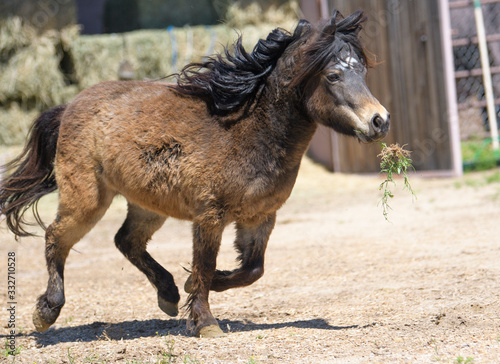 Brown miniature horse playing with weeds