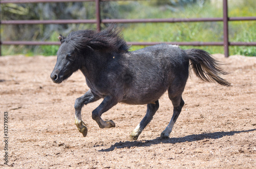 Fotografi Black miniature horse running