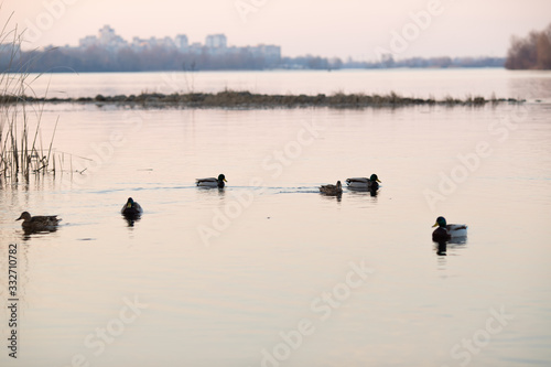 Ducks swim in the pond in the evening twilight.