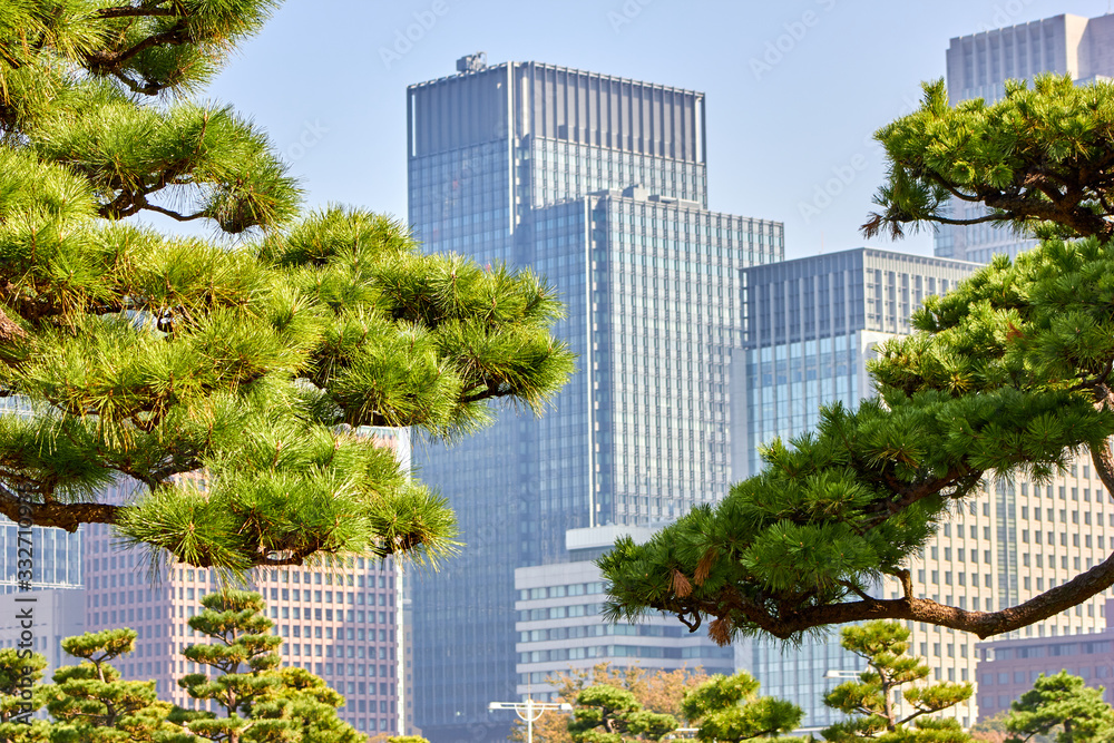 Pine tree and modern building in the background