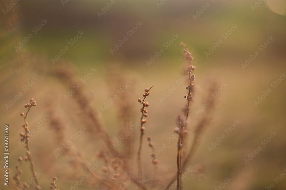 Dry flowers outdoor in golden hour evening, macro Dry flowers outdoor in golden hour evening, macro
