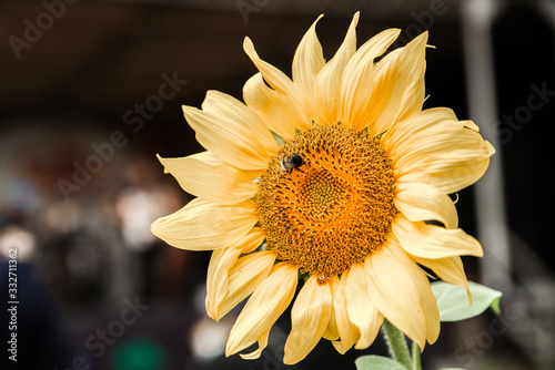Bee in a blooming sunflower close-up with a blurry background