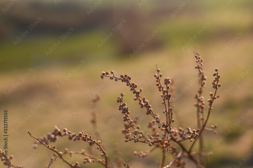 Dry flowers outdoor in golden hour evening, macro Dry flowers outdoor in golden hour evening, macro
