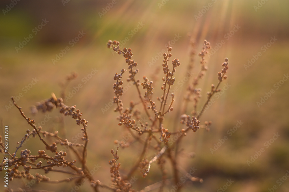 Dry flowers outdoor in golden hour evening, macro Dry flowers outdoor in golden hour evening, macro