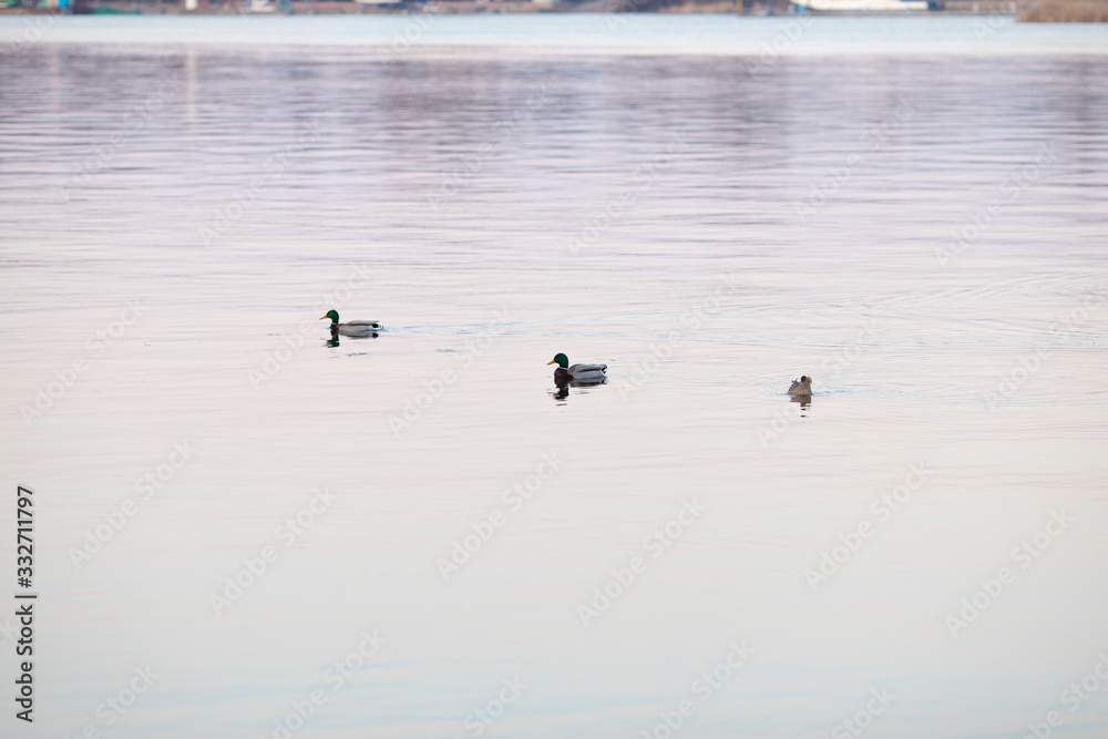 Ducks swim in the pond in the evening twilight. Ducks swim in the pond in the evening twilight.