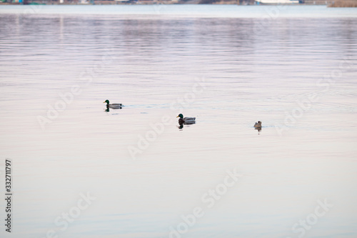 Ducks swim in the pond in the evening twilight. © roxi06