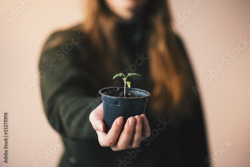 Young seedling of tomato in a black pot. Woman´s hand holding a pot with plant of tomato.