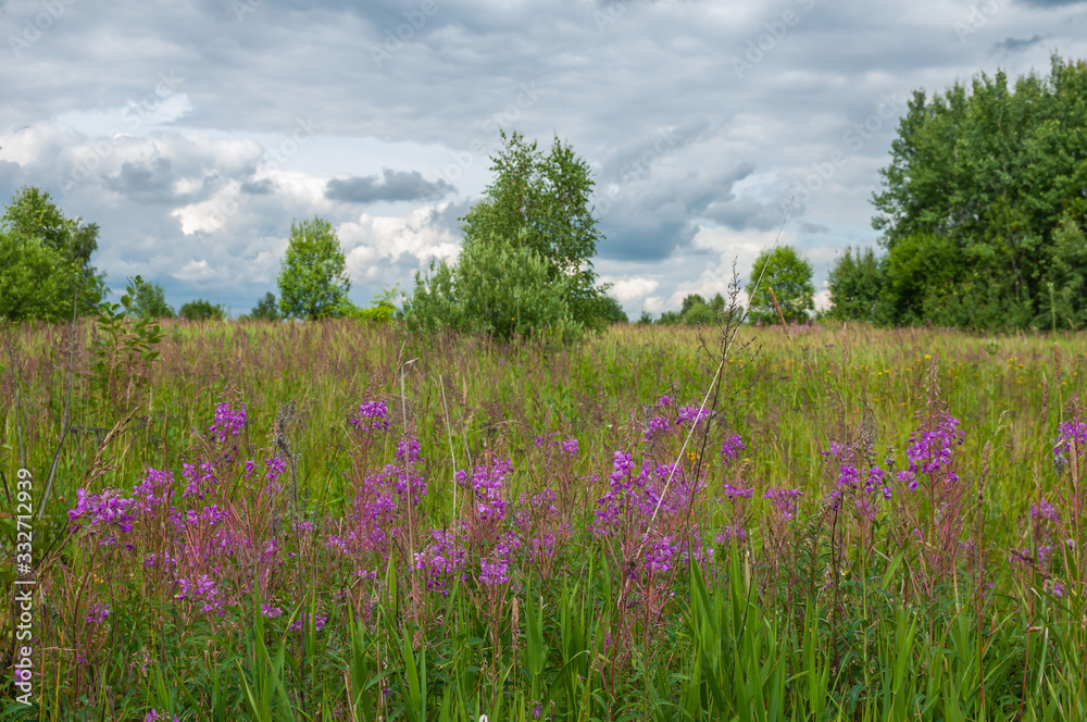 Blooming fireweed in the meadow