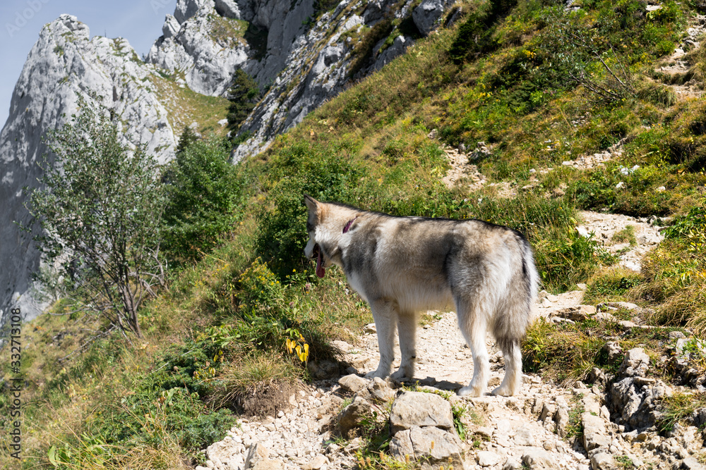 Fototapeta premium wolf in the mountains
