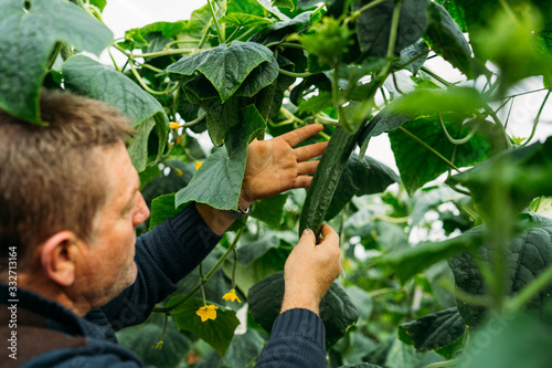 Canvastavla Male farmer worker checking and harvesting cucumber in a greenhouse in Almeria