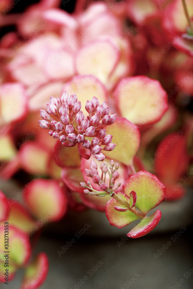 Obraz premium 다육식물 succulent 