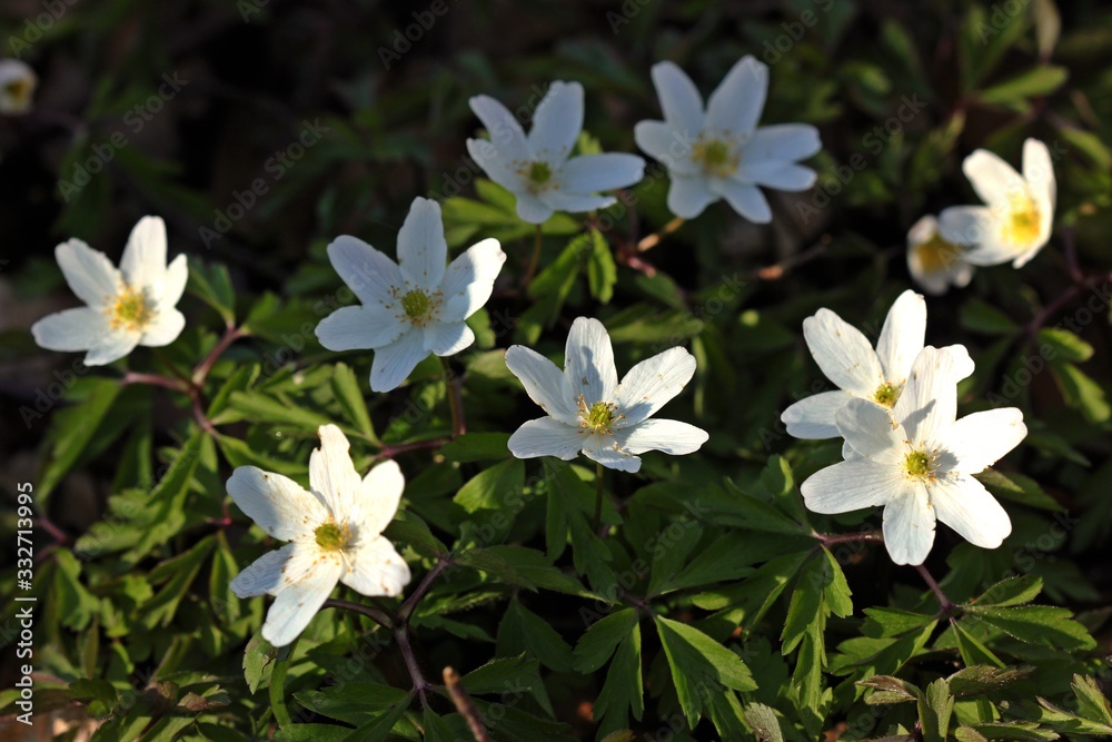 Obraz premium Blühende Buschwindröschen (Anemone nemorosa)