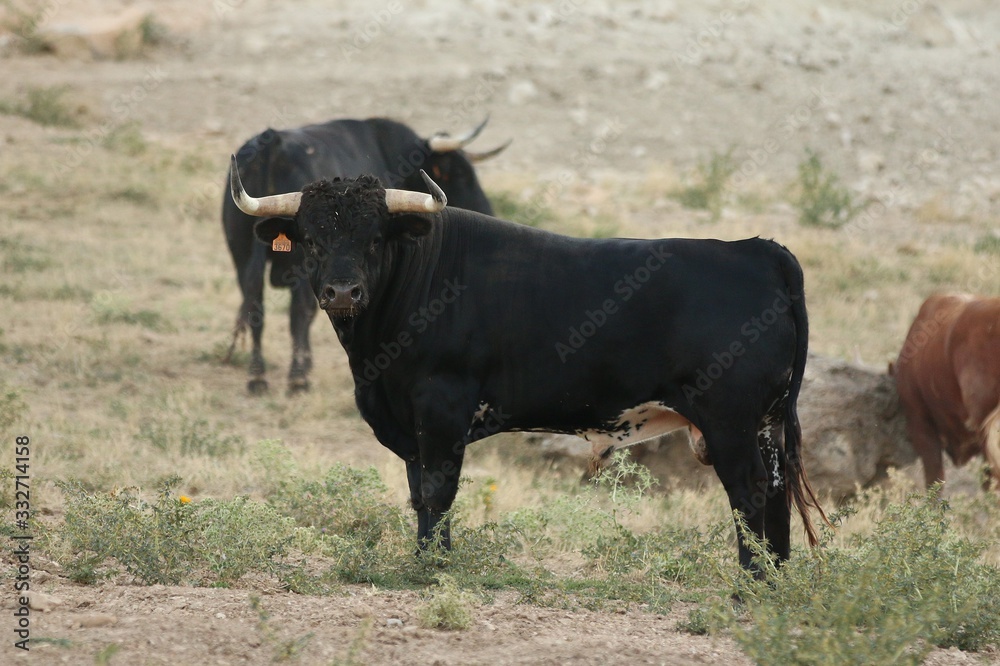 Bull in spain in the green field Bull in spain in the green field